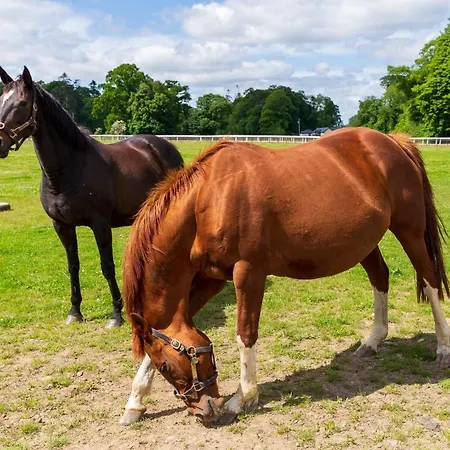 Bective Stud * Navan