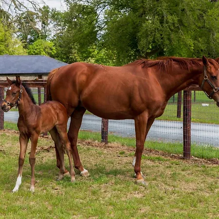 Bective Stud דירה נאבאן