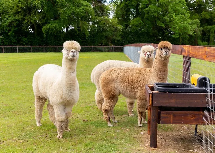 Bective Stud Lejlighed *