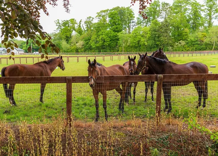 Lejlighed Bective Stud *