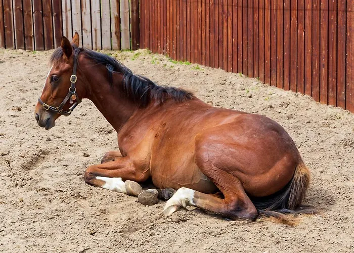 Lejlighed Bective Stud Navan