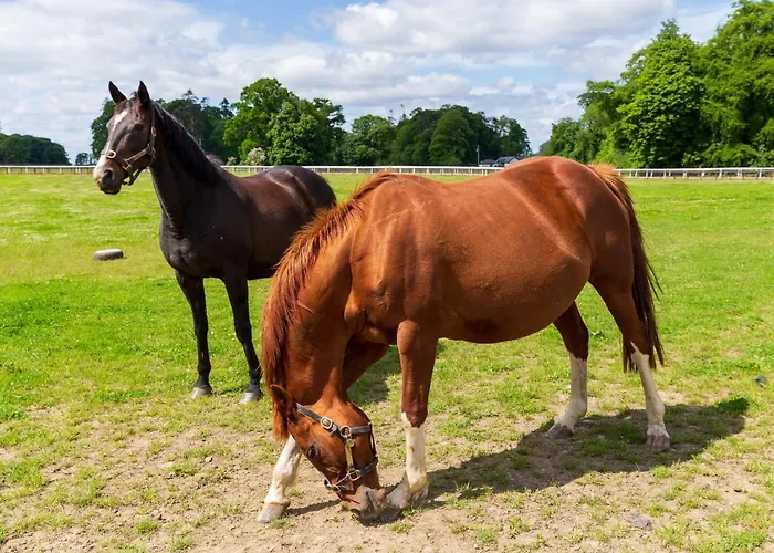 Bective Stud * Navan