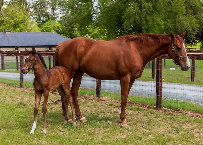 Bective Stud Lejlighed Navan