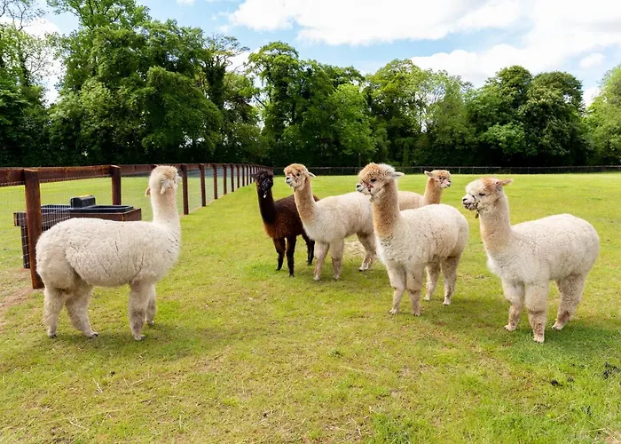 Bective Stud Lejlighed Navan